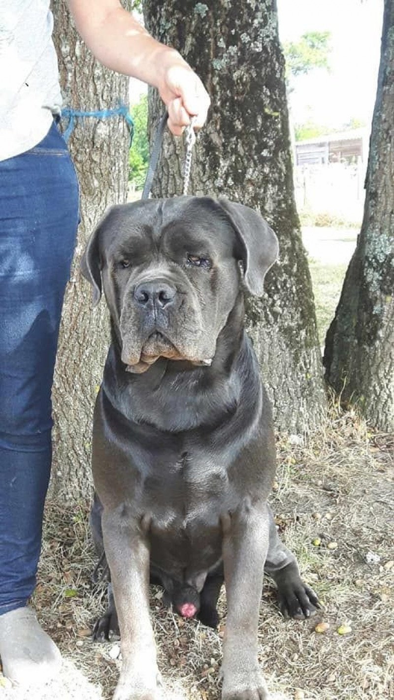 Noctis Mâle Cane corso