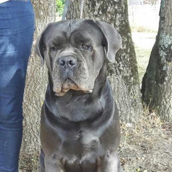 chien Cane corso NEYKHO Les Chasseurs de Ganti