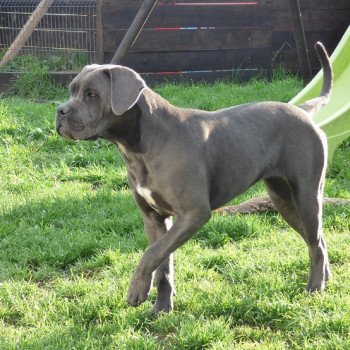 chien Cane corso Gri Pin  up Les Chasseurs de Ganti