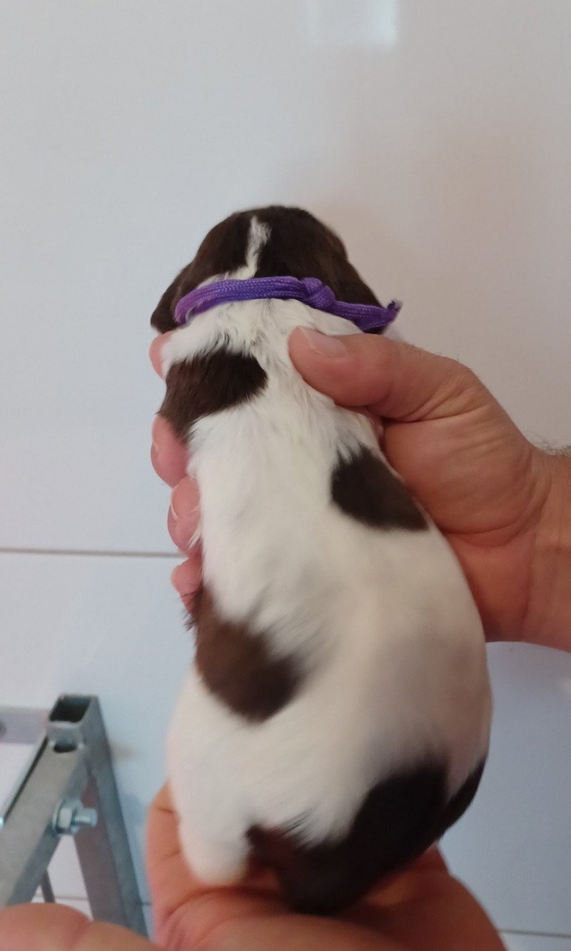 Collier violet Femelle English springer spaniel