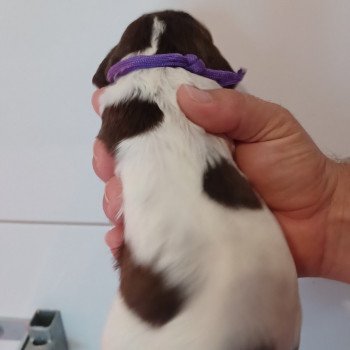 chiot English springer spaniel Mar.Pan.Bla Collier violet Les Chasseurs de Ganti