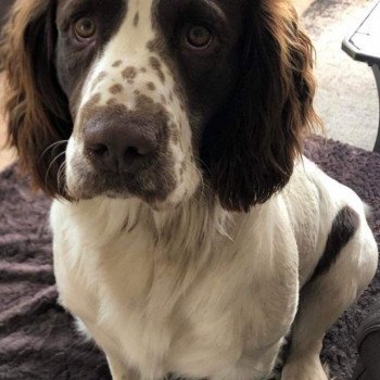 de la Chenaie d'Aaron Rio Mâle English springer spaniel