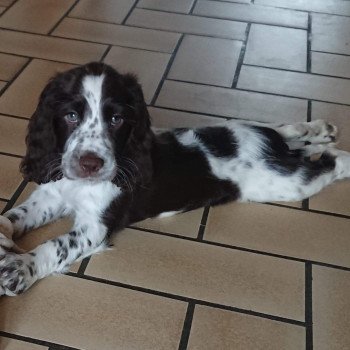 chien English springer spaniel Rym Les Chasseurs de Ganti