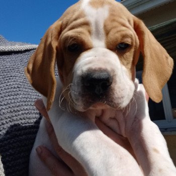 chiot Pointer anglais Mar.Pan.Bla Collier bleu clair Les Chasseurs de Ganti