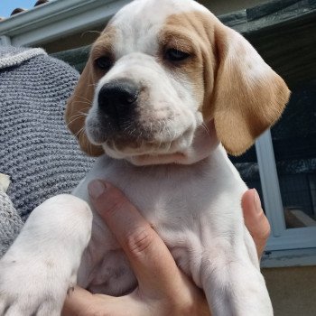 chiot Pointer anglais Mar.Pan.Bla Collier bleu foncé Les Chasseurs de Ganti