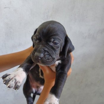 chiot Pointer anglais Noir. Bl Collier jaune Les Chasseurs de Ganti