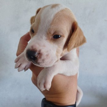 chiot Pointer anglais Mar.Pan.Bla Collier noir Les Chasseurs de Ganti