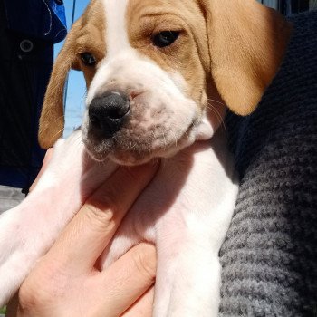 chiot Pointer anglais Mar.Pan.Bla Collier rouge Les Chasseurs de Ganti