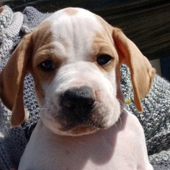 chiot Pointer anglais Mar.Pan.Bla Collier vert Les Chasseurs de Ganti