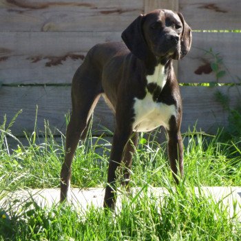 chien Pointer anglais NOI Raven Les Chasseurs de Ganti