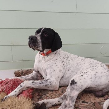 chien Pointer anglais Rogue Les Chasseurs de Ganti