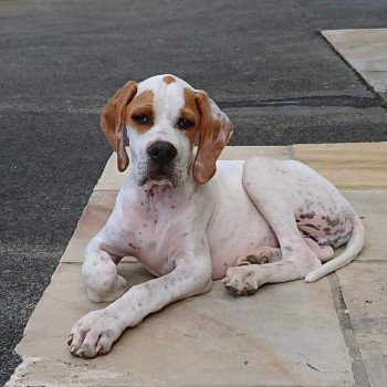 chien Pointer anglais Fau.PBl.Env Ron Les Chasseurs de Ganti