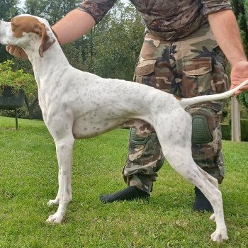 chien Pointer anglais Fau.PBl.Env Ron Les Chasseurs de Ganti